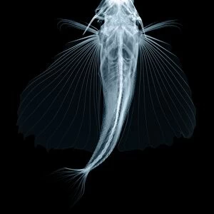 Flying fish, X-ray