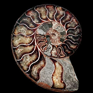 Fossilised ammonite (Asteroceras obtusum)