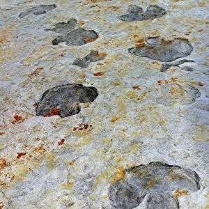 Fossilised dinosaur footprints