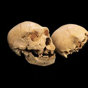 Fossilised skulls, Sima de los Huesos