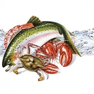 Fresh seafood, artwork F007 / 8218
