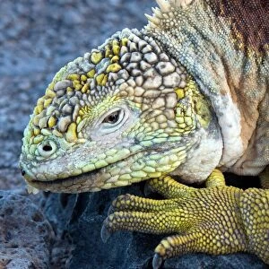 Lizards Canvas Print Collection: Galapagos Land Iguana