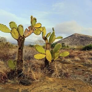 Galapagos prickly pear (Opuntia echios) C014 / 3050