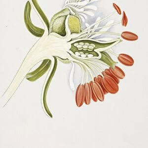 Garden mignonette flower, 20th century C013 / 6445