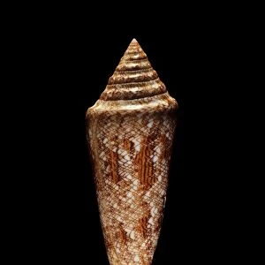 Glory of the sea cone shell C019 / 1313