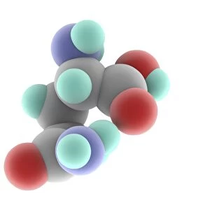 Glutamine molecule