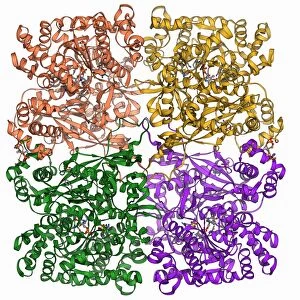 Glycogen phosphorylase molecule F006 / 9347