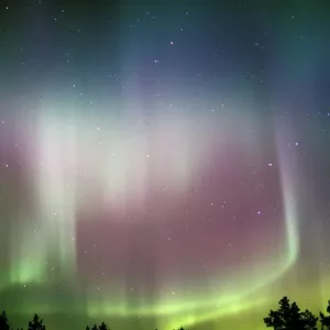 Aurora borealis Print over silhouetted conifer trees Aurora borealis Print over silhouetted conifer trees