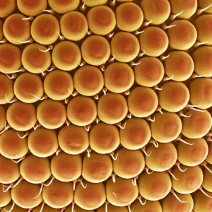 Compound Eye of a Gnat Print Compound Eye of a Gnat Print