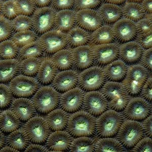 Hard Coral Print: Close-up of Circular Polyps Hard Coral Print: Close-up of Circular Polyps