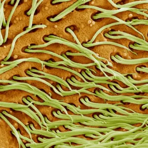 Protozoan Cilia Print, SEM Image of Microscopic Hairs Protozoan Cilia Print, SEM Image of Microscopic Hairs