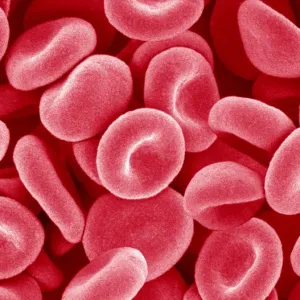 Red Blood Cells Print - SEM Image Red Blood Cells Print - SEM Image