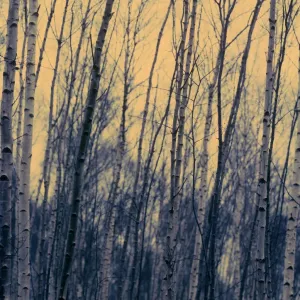 Silver Birch Tree Print Silver Birch Tree Print