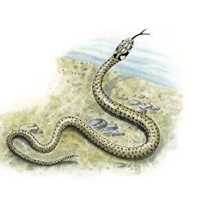 Grass snake, artwork C016 / 3226