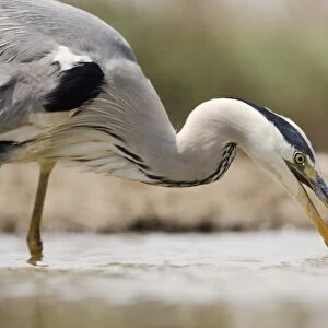 Grey heron catching a fish C015 / 6873