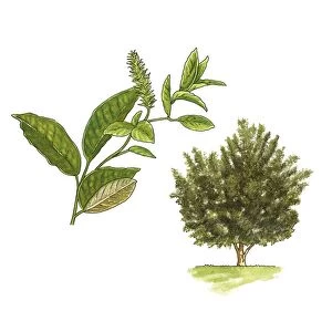 Grey willow (Salix atrocinerea), artwork C016 / 3390