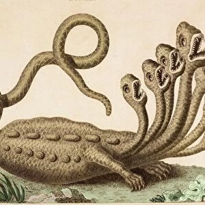 The Hamburg Hydra Linnaeus revealed fake