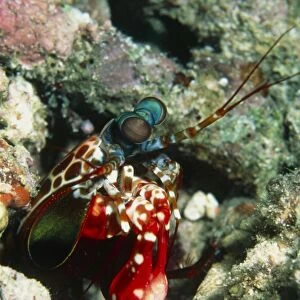 Harlequin mantis shrimp
