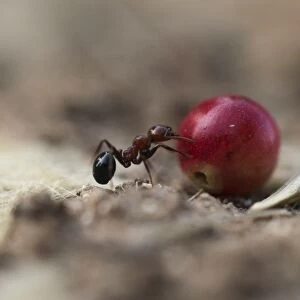 Harvester ant C017 / 1283