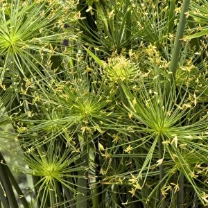 Haspan Flatsedge (Cyperus haspan)