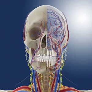 Head and neck anatomy, artwork C014 / 0512