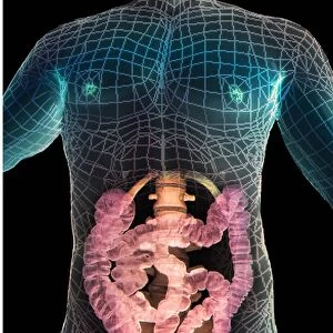 Healthy abdomen, 3D CT scan F006 / 9098