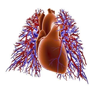 Heart-lungs circulatory system