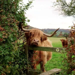 Highland Cow Print - Rubbing Chin on Stile Highland Cow Print - Rubbing Chin on Stile