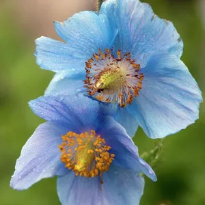 Himalayan poppy (Meconopsis grandis)