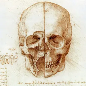 Anatomía de la cránea por Leonardo da Vinci
