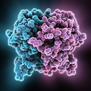 HIV enzyme protein, molecular model