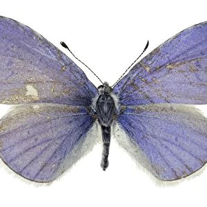 Holly blue butterfly C016 / 2106