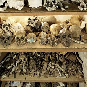 Hominid skull casts