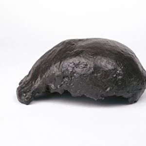 Homo erectus skull-cap (Trinil 2) C016 / 5097