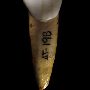 Homo heidelbergensis tooth C015 / 6541