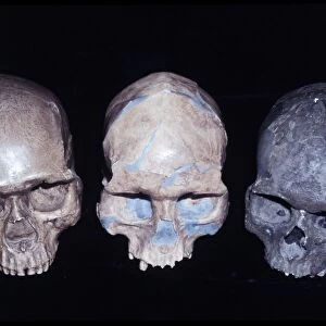 Homo sapiens skull comparison C016 / 5934