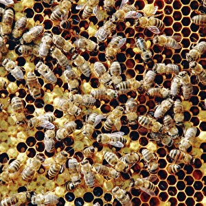 Insects Jigsaw Puzzle Collection: Hymenoptera