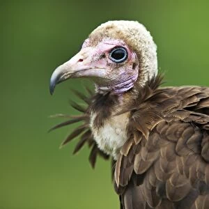 Hooded vulture C018 / 2365
