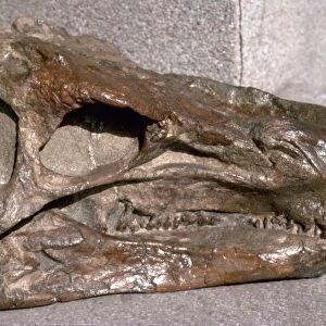 Huayangosaurus dinosaur, fossil skull C016 / 4920