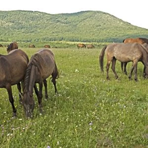 Hucul horses grazing
