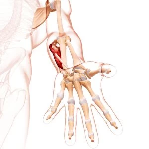 Human arm musculature, artwork F007 / 2723