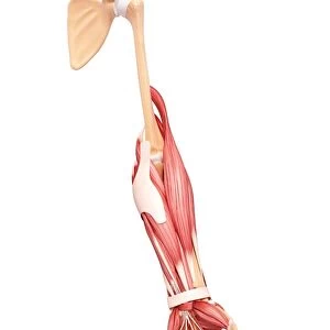 Human arm musculature, artwork F007 / 5764