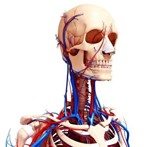 Human cardiovascular system, artwork F008 / 0001