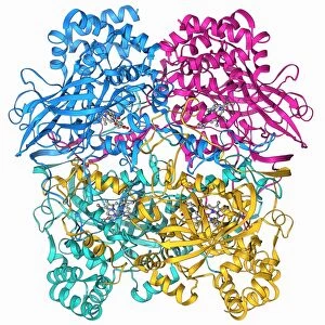 Human catalase, molecular model F006 / 9478