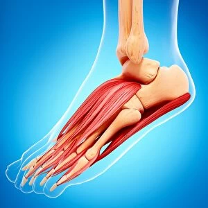 Human foot musculature, artwork F007 / 1294