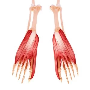 Human foot musculature, artwork F007 / 1297