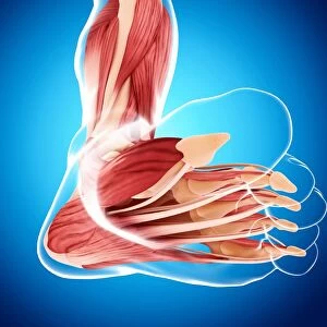 Human foot musculature, artwork F007 / 4240