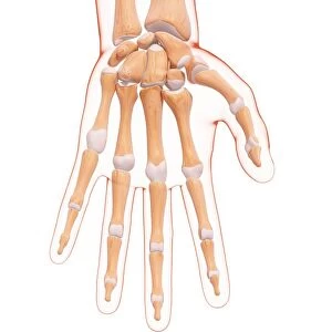 Human hand bones, artwork F007 / 5866