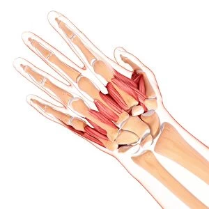 Human hand musculature, artwork F007 / 2953