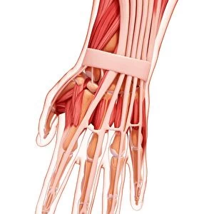 Human hand musculature, artwork F007 / 5431